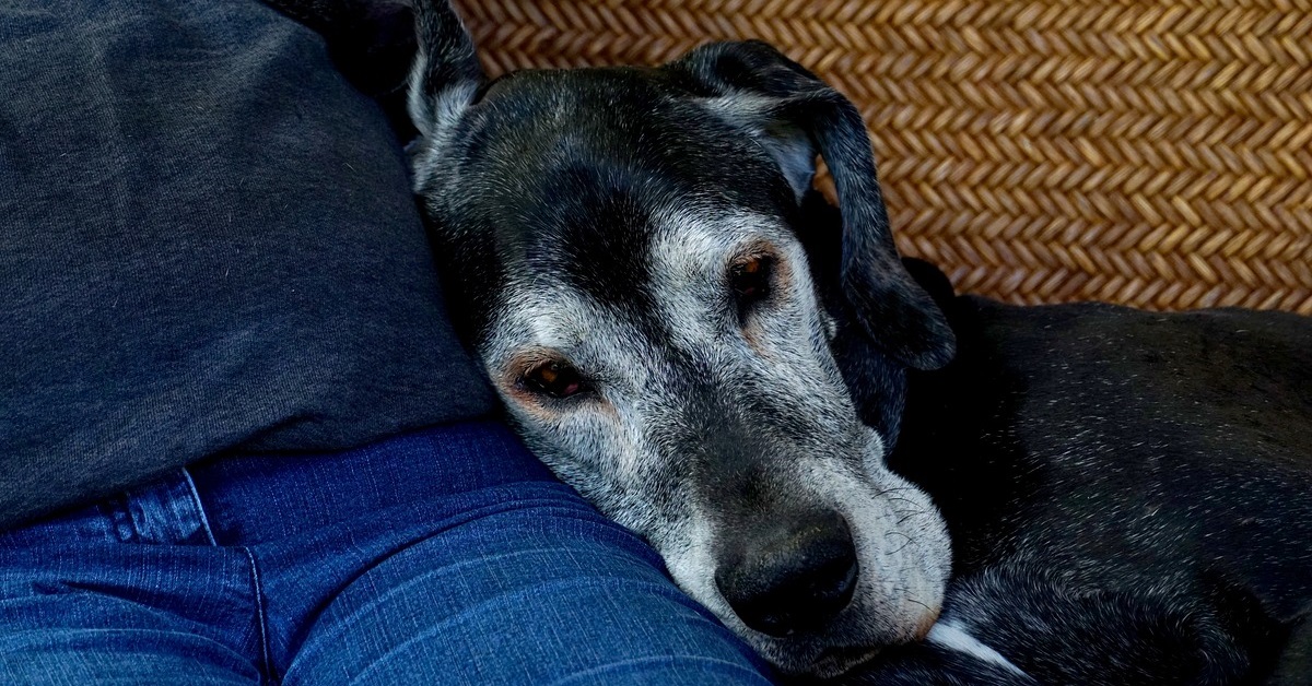 truffinade-un-chien-qui-veillit-et-ou-qui-est-malade