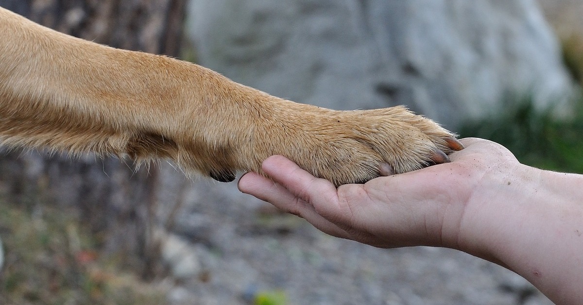 TRUFFINADE Un chien qui obeit au doigt et a l oeil 1 - Un chien qui obéit au doigt et à l’œil