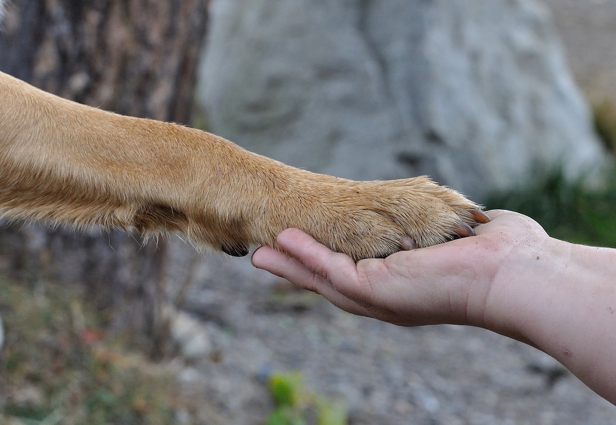 TRUFFINADE-Un-chien-qui-obeit-au-doigt-et-a-l-œil