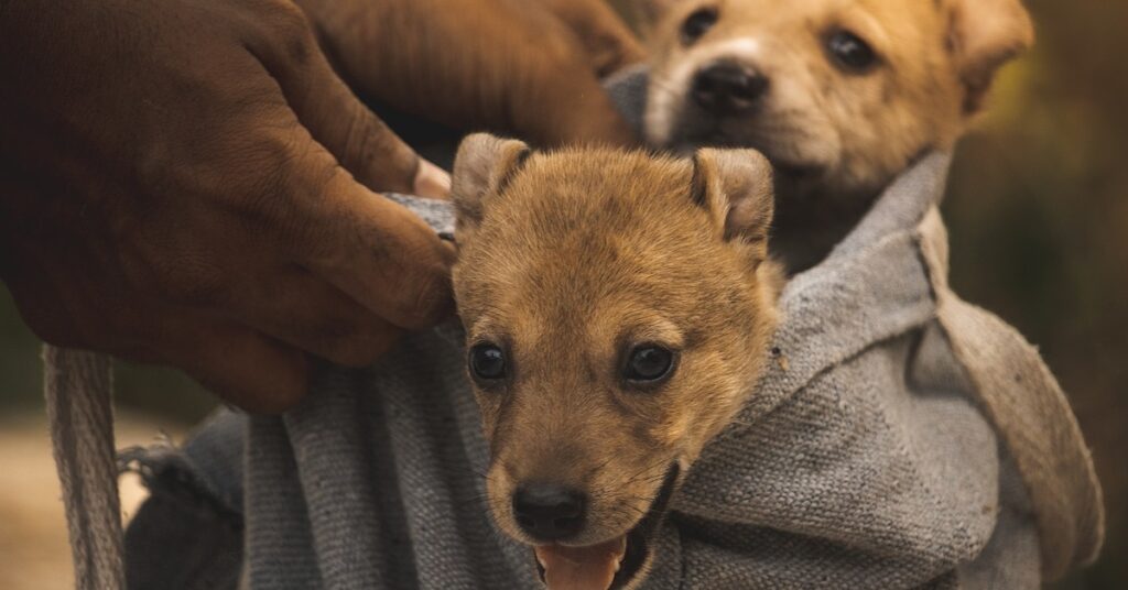 truffinade une chienne qui devient mere 1 1024x536 - Actualités et conseils