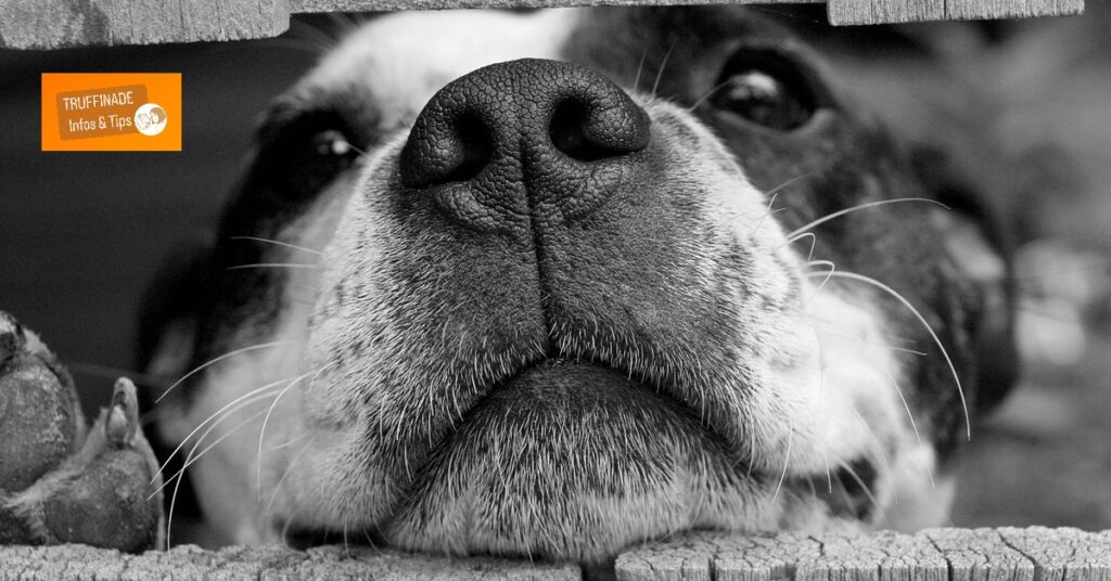 truffinade-infotips-un-chien-qui-n-arrive-pas-a-stopper-un-comportement-genant