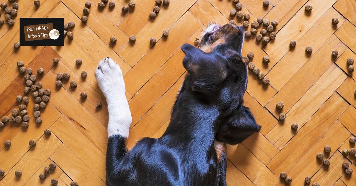 truffinade-infotips-un-chien-qui-vole-de-la-nourriture