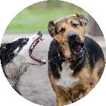 pourquoi-quand-analyse-de-comportement-canin-01-150x150