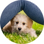 pourquoi-quand-cours-education-chien