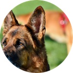 pourquoi-quand-cours-reeducation-chien