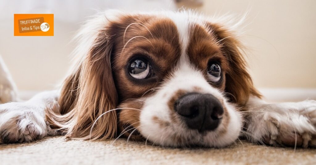 truffinade-infotips-comment-travailler-un-chien-tout-au-long-de-la-journee