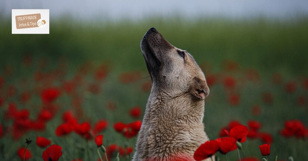 Les différentes méthodes de l’éducation canine