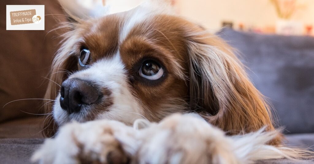 Le chien qui apprend sous contraintes