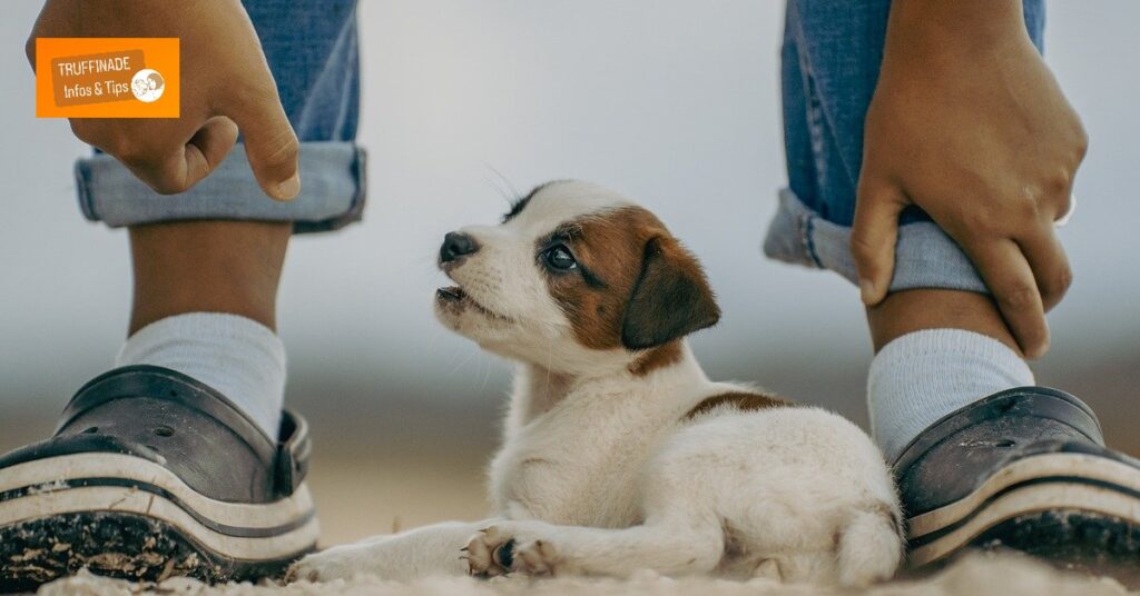 Le chien qui mord