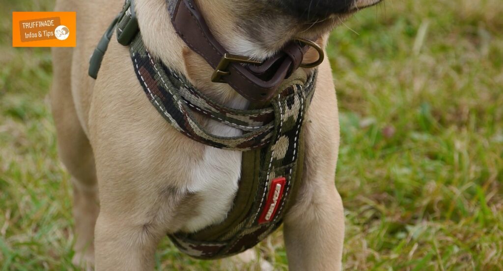 Le chien qui a du mal à mettre son harnais