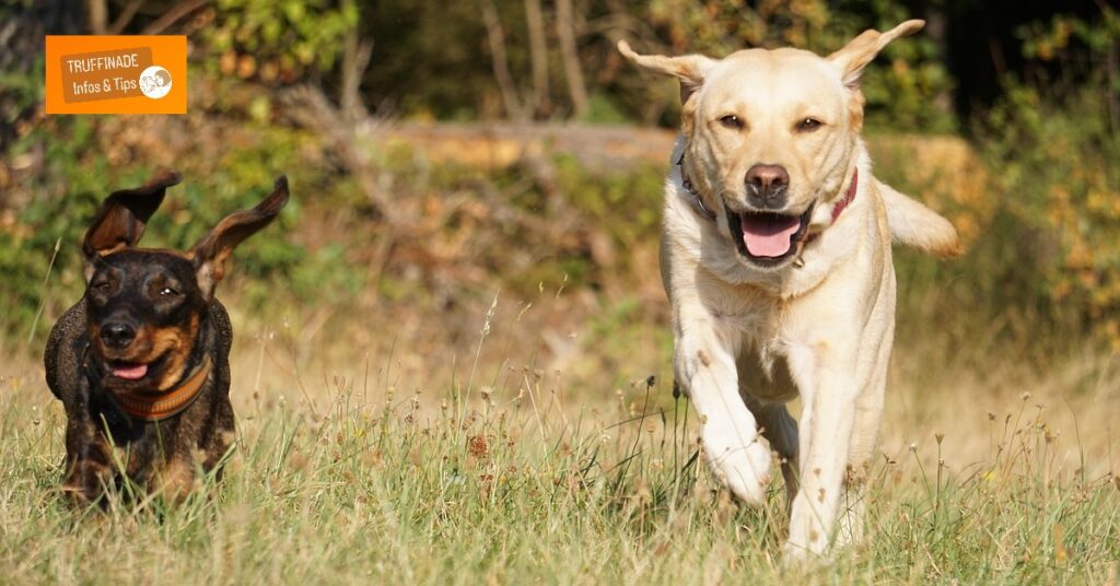 Le chien qui agresse les autres chiens