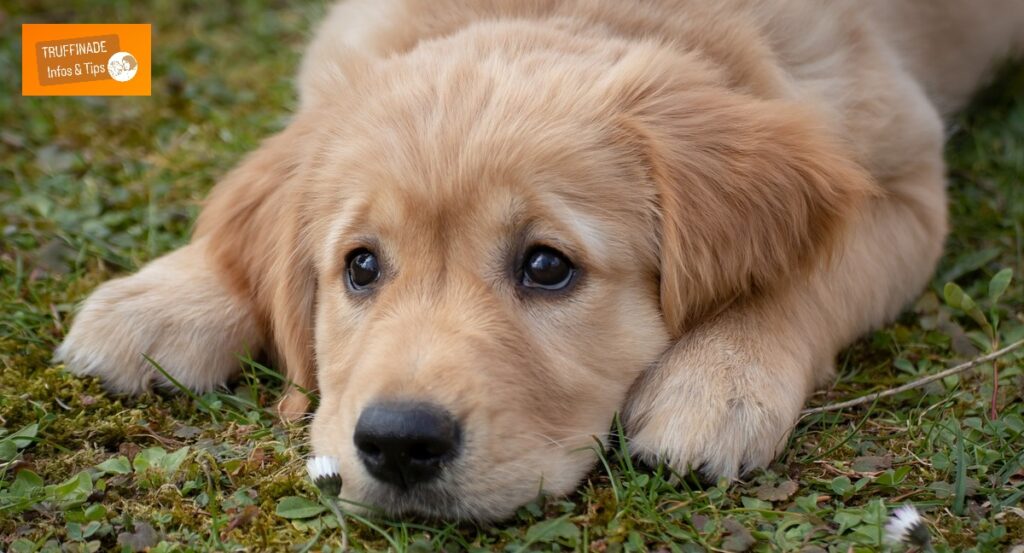Le chien qui est puni