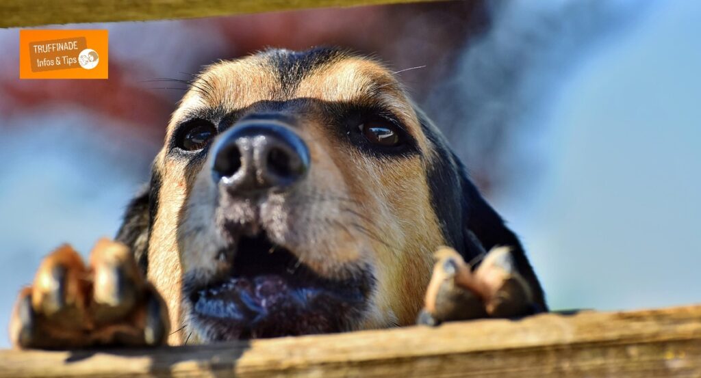 Le chien qui grogne