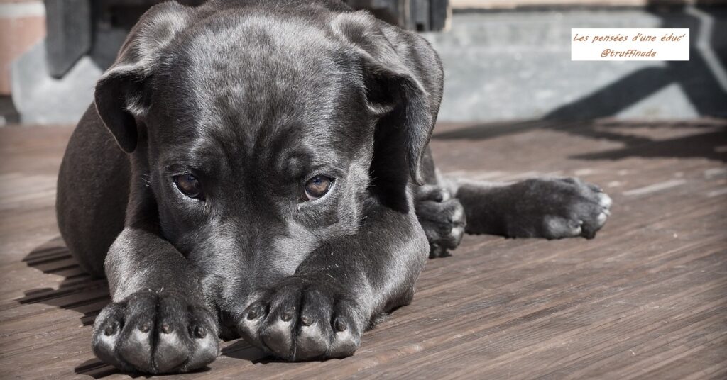 Adopter le bon chien