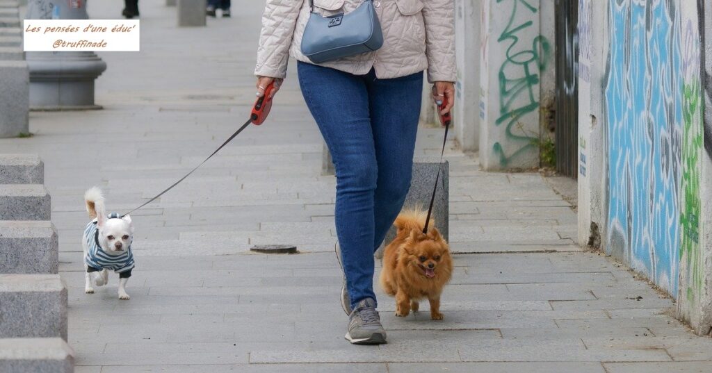 La rencontre avec un autre chien