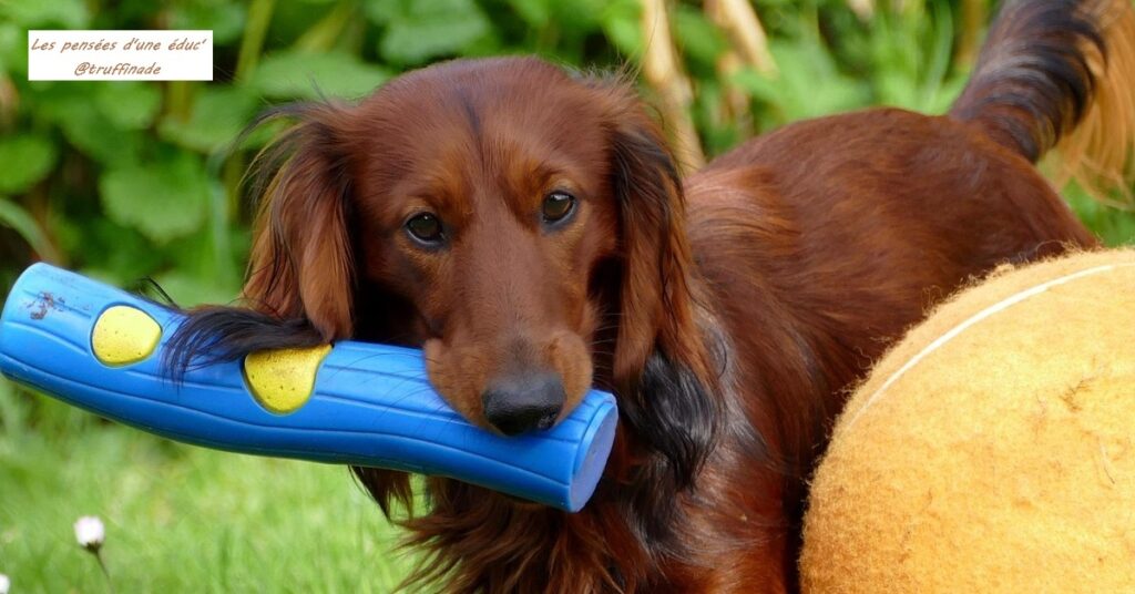Comment jouer avec son chien
