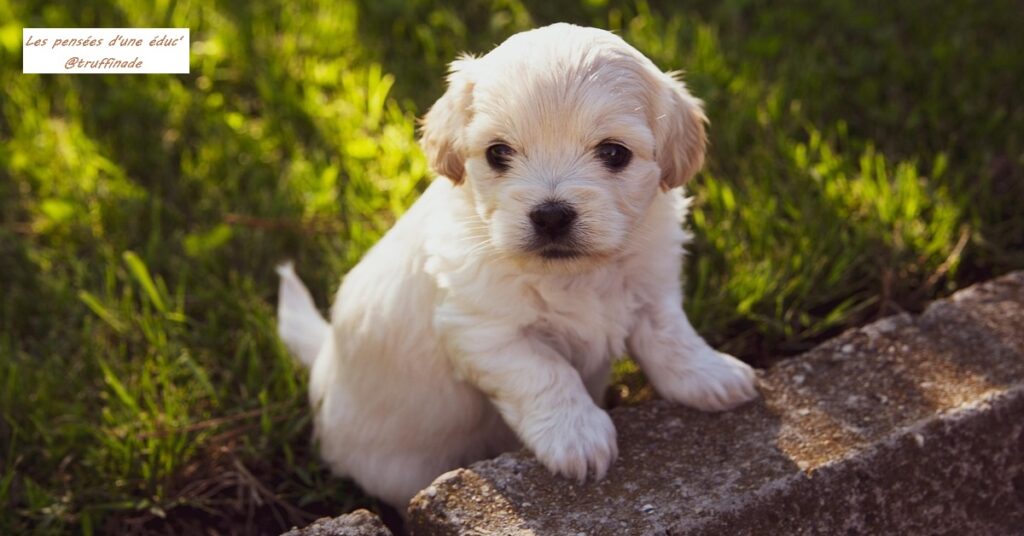 Mon chien n’est pas propre