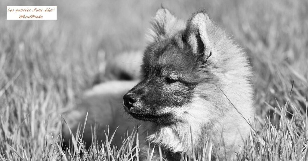 C'est quoi la prédation chez le chien ?