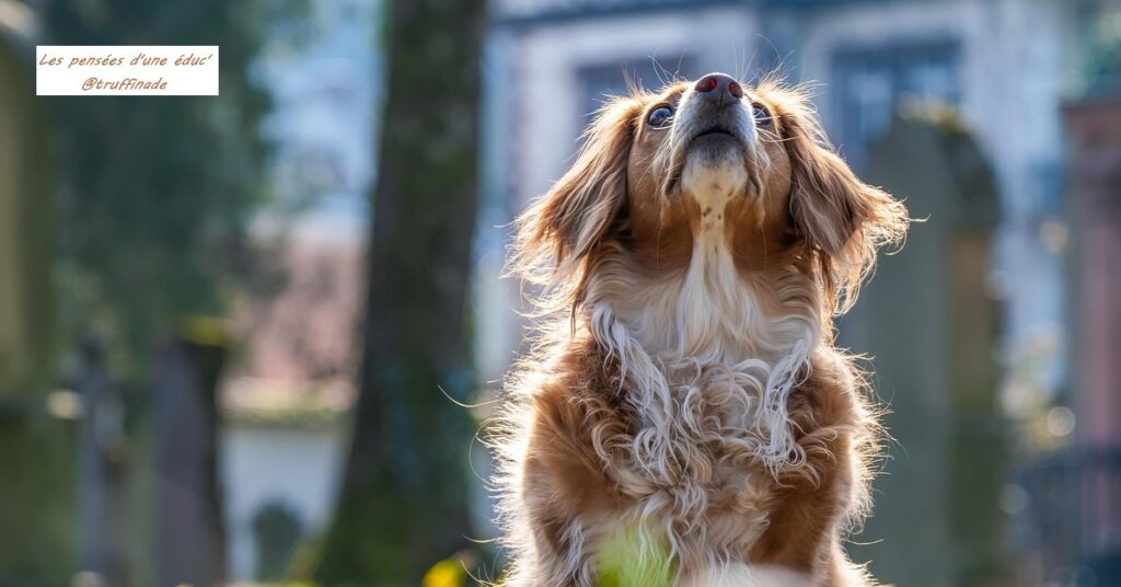 La réalité d’avoir un chien