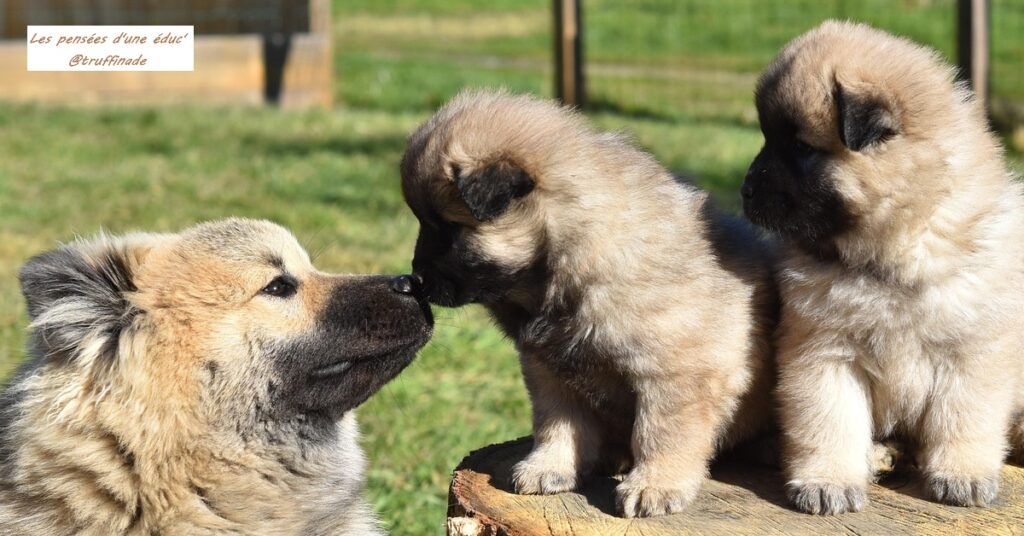 Le chien qui vieillit