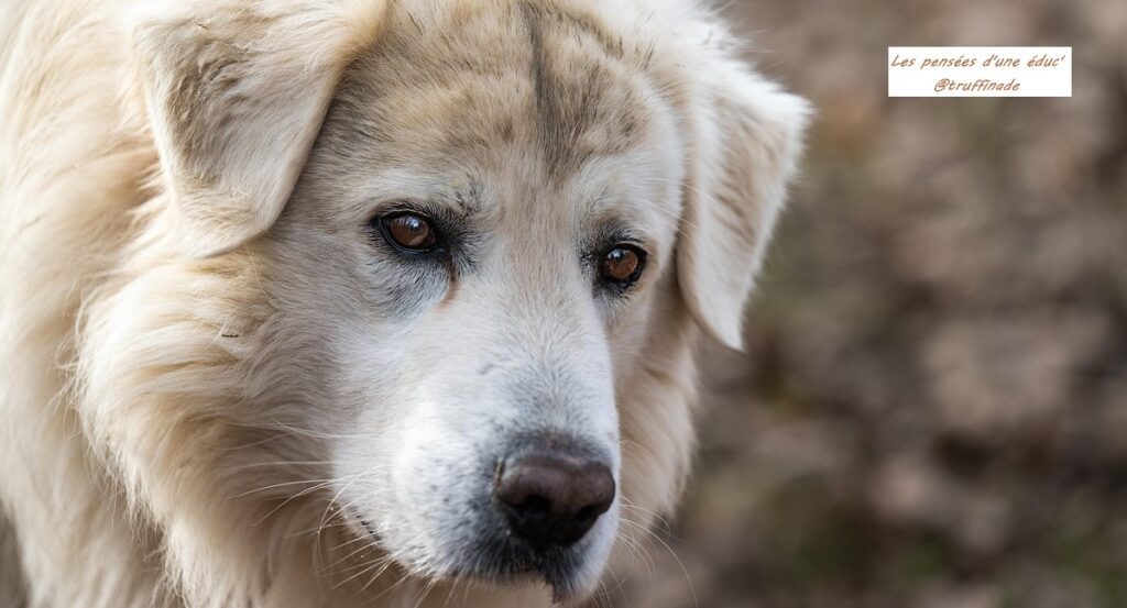 La bonne façon de punir un chien
