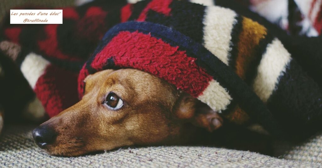 Le comportement d’un chien qui exaspère son humain