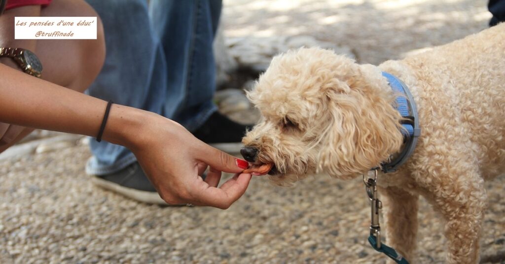 Quand nourrir un chien est problématique