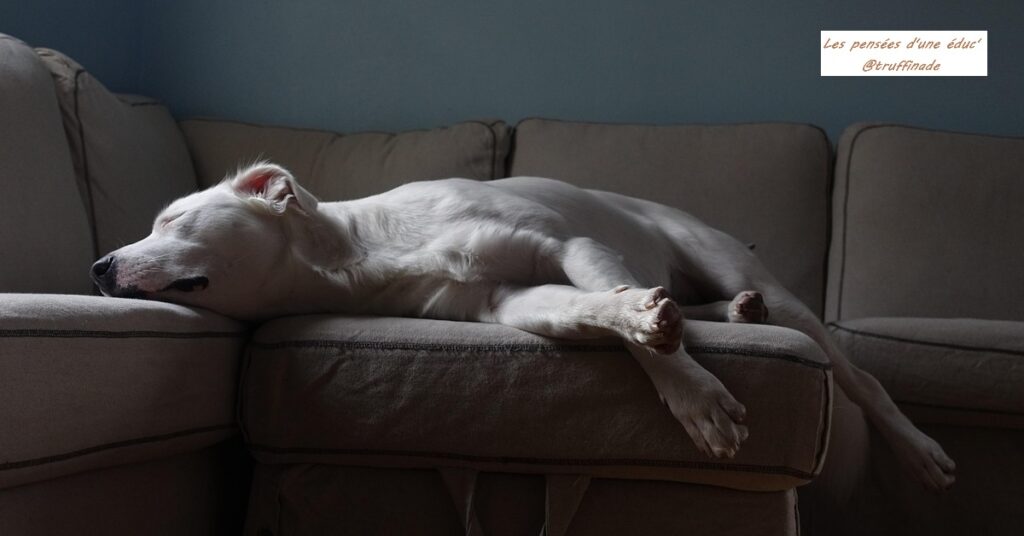 Mon chien ne sait pas s'ennuyer