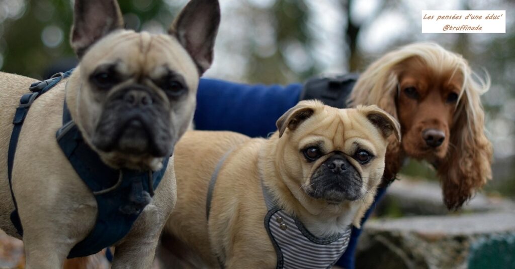 Combien de chiens à la maison ?