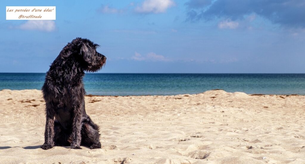 Viens ici, j’ai dit iciiiiiii !