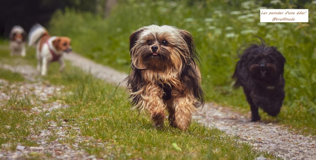 La socialisation avec les autres chiens