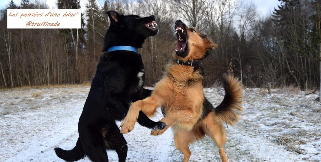 Mon chien est agressif, que dois-je faire ?