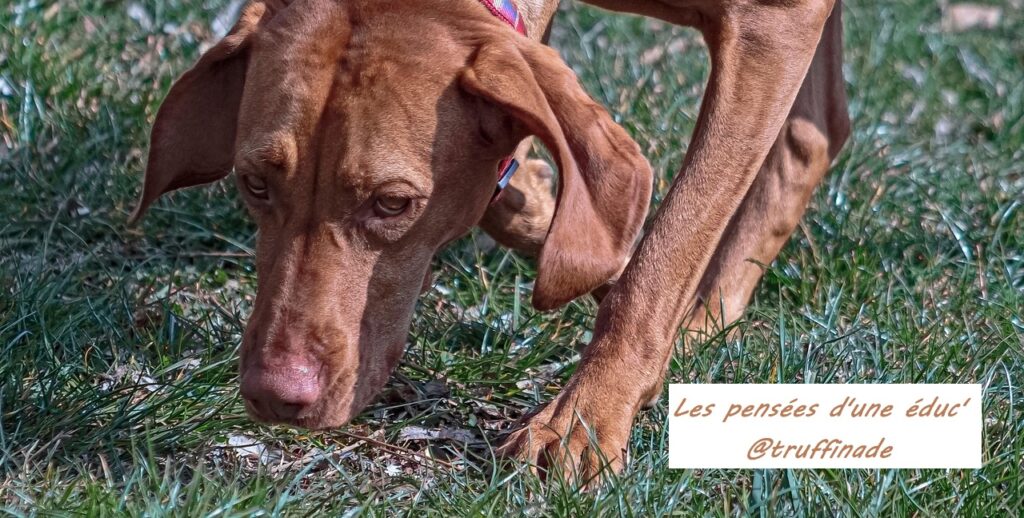 Le chien qui mange tout ce qu'il trouve par terre