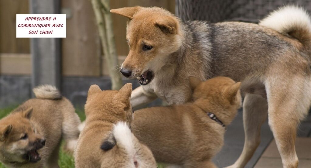 Que faire quand mon chiot est infernal ?