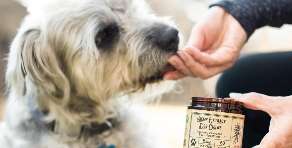 Les friandises, amies ou ennemis de l’éducation de son chien ?