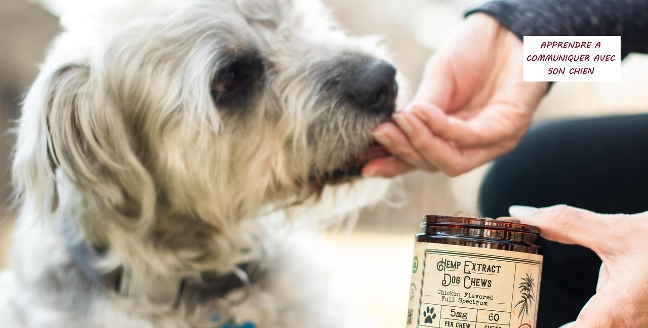 Les friandises, amies ou ennemis de l’éducation de son chien ?