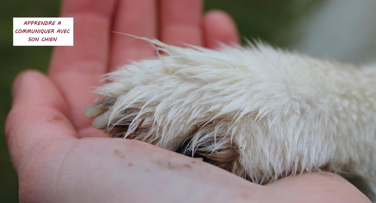 « Pourquoi je suis devenue éducateur canin ? »