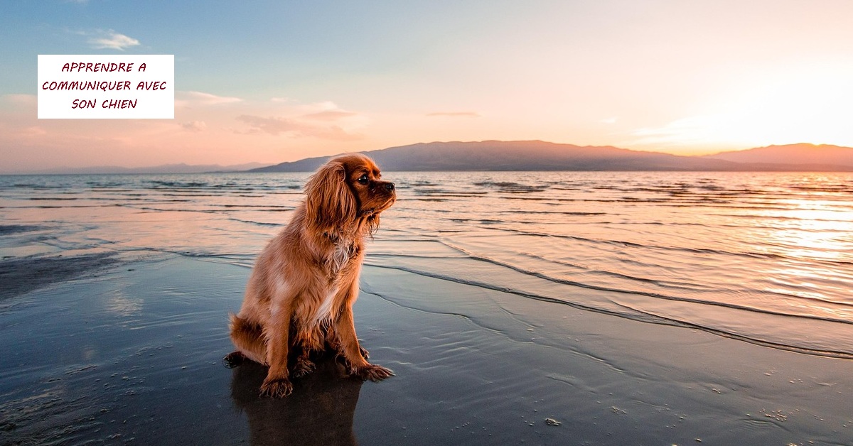 Partir en vacances avec son chien : 3 points de vigilance !