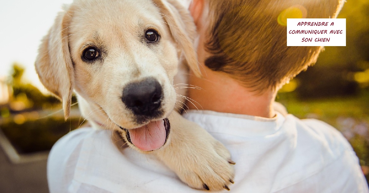 On commence par quoi pour bien éduquer son chiot ?