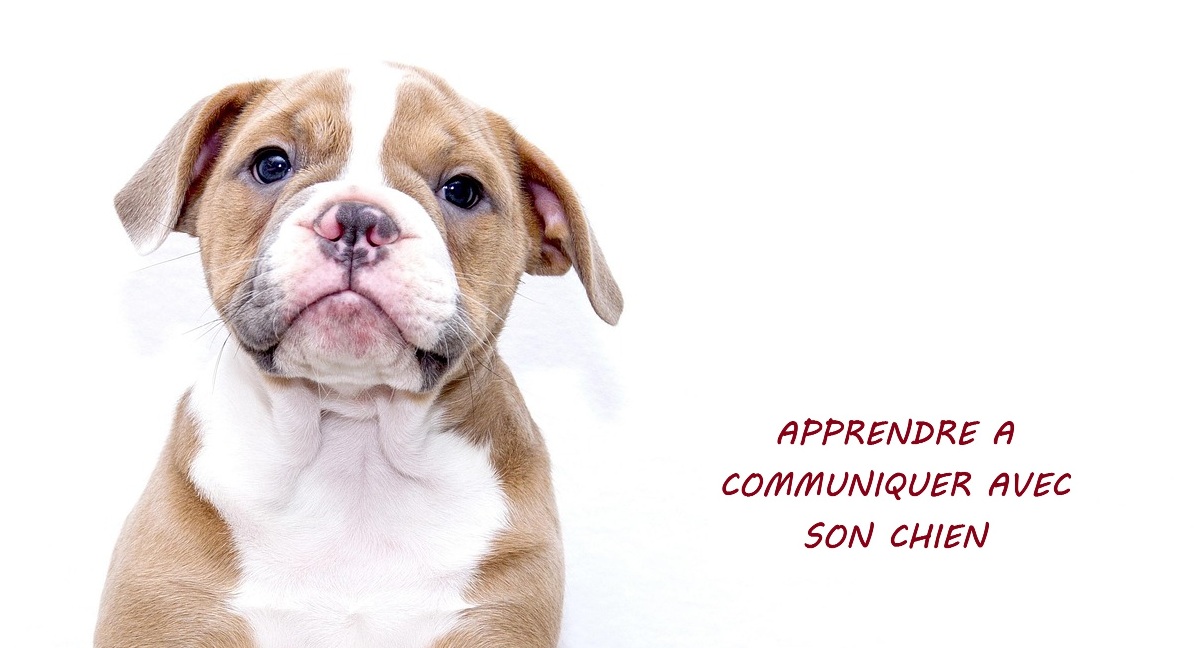 Mon chiot mord, que faire ?
