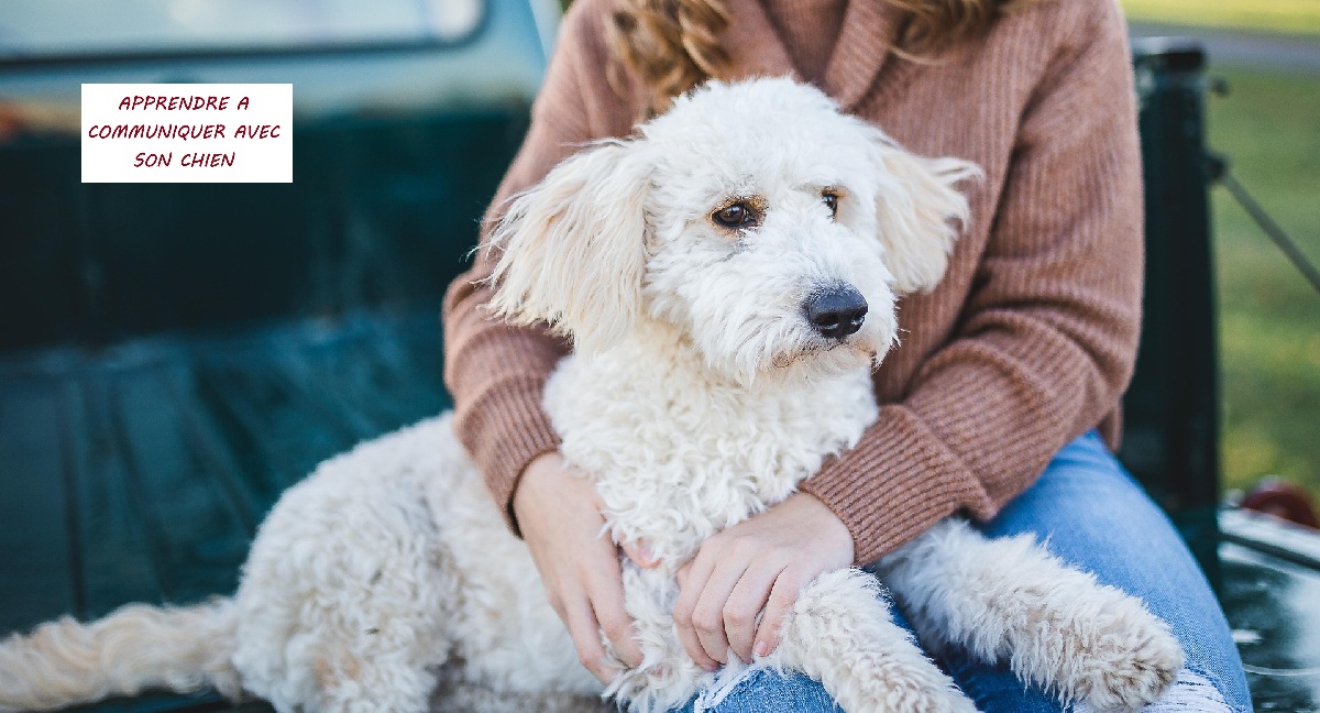 La crise d&rsquo;ado de mon chiot !