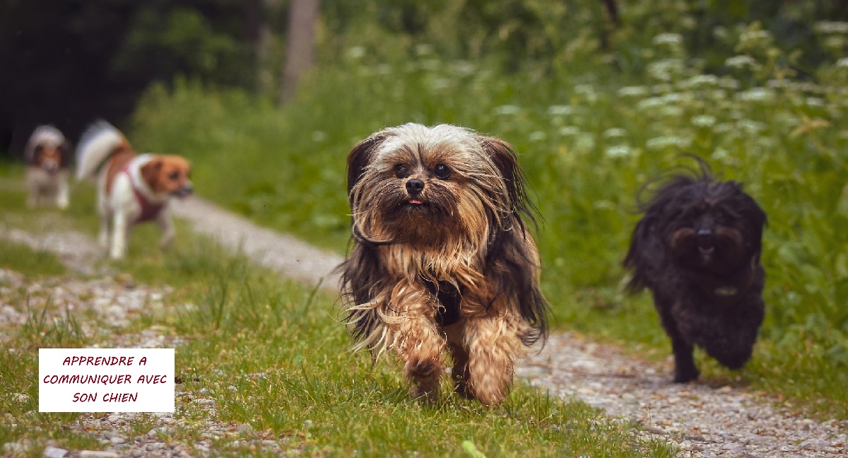 Comment socialiser mon chiot ?
